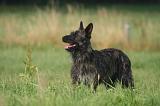BOUVIER DES ARDENNES 413